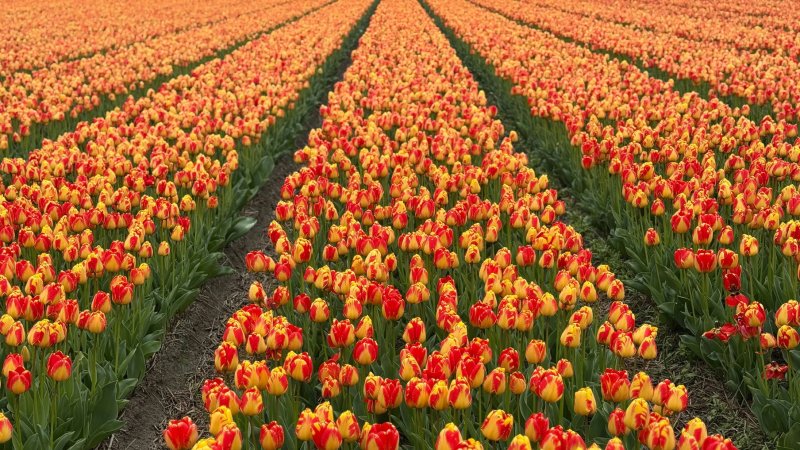 Get your Schengen Netherlands visa guide: requirements, tips, and how to apply for a hassle-free trip to the Netherlands in 2025.