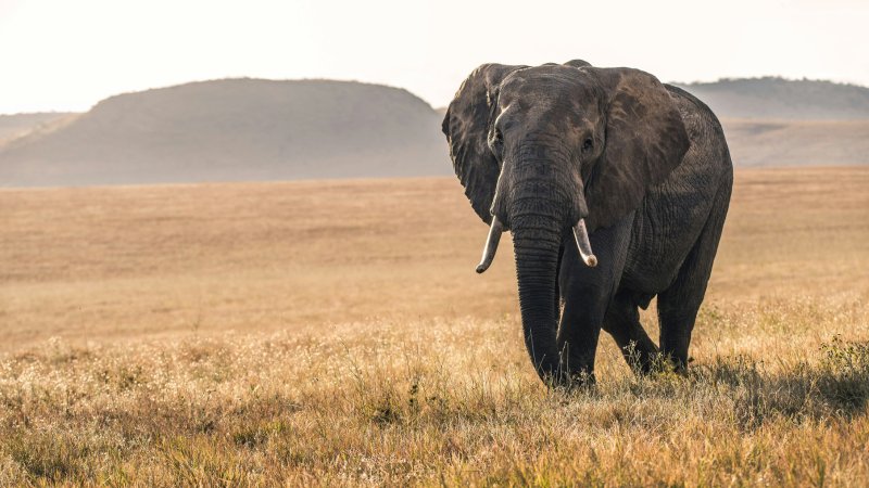 Get your Kenya eVisa fast and secure for tourism, business, medical, or transit travel with our easy online application service.